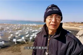 荣成上万只大天鹅陆续北迁，一天吃800斤玉米，早晚练飞，超壮观视频封面