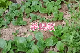 阿莉在小院种的菜地有很多蚂蚁，她是这样杀蚂蚁的，安全无毒有效视频封面