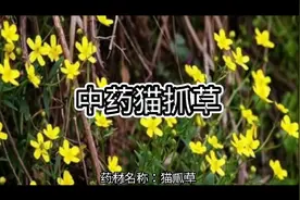 中药猫爪草的作用与功效。性味归经。中药，中草药。@跃说中医