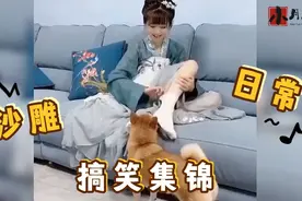 搞笑视频：美女脱下袜子转眼绑狗嘴上，看一次笑一次，盘点爆笑！视频封面
