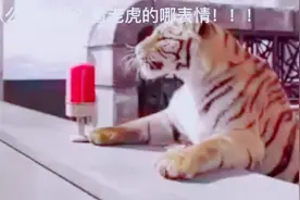 虎年！怎么拍的呀！看老虎哪表情！！！视频封面