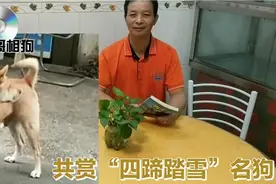 什么是真正的“四蹄踏雪”名狗？相狗师共你分享！视频封面