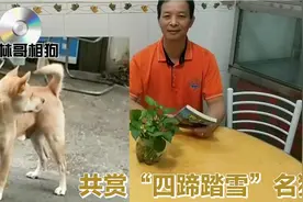 什么是真正的“四蹄踏雪”名狗？相狗师共你分享！视频封面