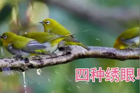 底地绣眼和暗绿绣眼区别，我国原来有四种绣眼鸟！绣眼鸟叫声
