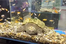 老板养了十几年的大鳄龟，体重有50多斤，售价高达3.8万元值吗