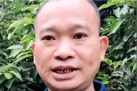 桂味茘枝科学管理小雪后推花，果农毫无保留分享经验让桂味早熟。视频封面