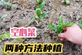 重庆农村；村民用两种方法种植空心菜，成活率高，7天长出根须，视频封面