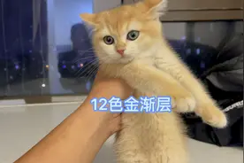 12色金渐层小母猫市场价值还能值5000吗？这个品种还有多少人喜欢视频封面