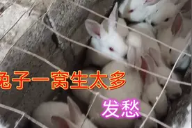 兔子一窝生几只合适，要舍得丢几只，不然母兔带不过来视频封面