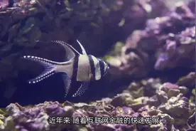重磅消息！国家制定催收标准预计第三季度发布！视频封面