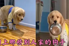 都说金毛是大暖男，中央空调，是有根据的。不信你来看看。视频封面