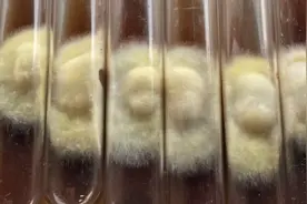 灵芝王教你：桑黄，红菇，牛肝菌母种转接液体种技术，值得收藏！视频封面