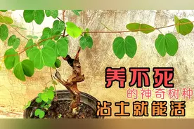 生命力非常强的盆景素材，羊蹄甲（金丝红木），养护修剪技巧
