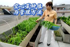 楼顶菜园种一池鲜嫩空心菜，种植管理方法分享，一看就会