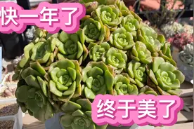 终于逆风翻盘了，多肉的自愈能力超强，孩儿们表现个顶个的好呀…视频封面