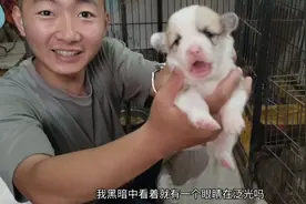 没满月的一窝柯基宝宝终于睁眼了！个个像小熊猫似的，太可爱了