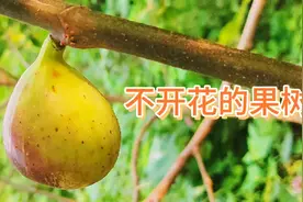 介绍一种农村不开花却能结果的树#农村的果树视频封面