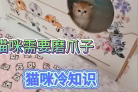 猫薄荷缓解猫咪的焦虑 小猫不建议用猫薄荷视频封面