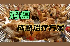 不管养什么鸡，遇到鸡瘟不要慌，用这三种药，轻松解决！