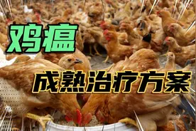 不管养什么鸡，遇到鸡瘟不要慌，用这三种药，轻松解决！视频封面
