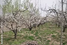 梨花白，油菜花黄，满树雪白，遍地黄花香，草长莺飞，春色荡漾。视频封面