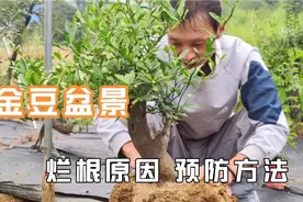 金豆盆景烂根的原因及种养配土方法视频封面