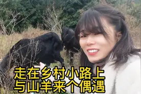 近距离发现山羊是种非常温顺的动物没有任何攻击性，安全感十足😁视频封面