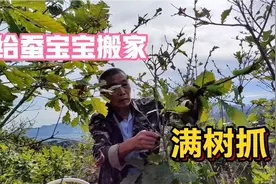 东北农村养蚕，给蚕宝宝分批搬家，60岁老汉满树抓，女儿直呼厉害