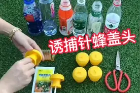给大家分享一个诱捕果实蝇的方法，简单而且有效，只要矿泉水瓶子