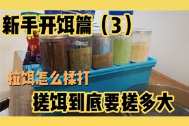 新手钓鱼基础知识开饵篇（3）之拉饵怎么揉打搓饵到底要搓多大