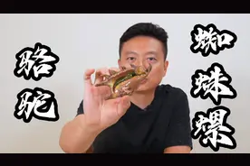 十八种海螺大测评 最后一种含有剧毒视频封面