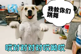 狗子要吃大西瓜，主人让它跳舞，没想到它居然跳的那么妖娆视频封面