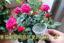 厨房里的这种“水”经常给月季喝几口，开花多又艳，叶子绿出油。视频封面