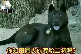 为什么黑色和黄色的狗被称为哼哈二将？视频封面