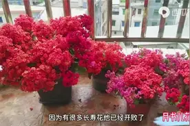 长寿花什么时候扦插繁殖更好？快抓住这个黄金时间，早扦插早开花
