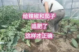 给辣椒和茄子开始追肥了，方法别用错了，这样效果好还不烧苗视频封面
