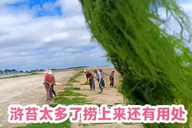乳山银滩受浒苔绿潮侵袭，没想到捞上后还有这么大的用处视频封面