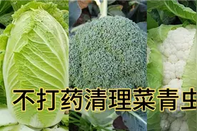 消灭菜青虫的3种方法，不打药，安全又实用，非常适合家庭种菜