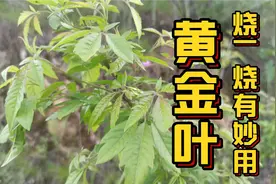 金条树“黄金叶”晒干后，烧一烧，价值这么高，看完要牢记视频封面