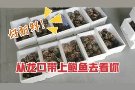 从龙口出差去浙江，带上鲍鱼特产，让龙口海景房业主在家吃上海鲜视频封面