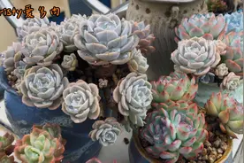 坐标：广东惠州 五一劳动节下雨降温 把楼顶露养多肉遮阳网拆了视频封面