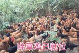 小伙在大山散养几千只土鸡，带领土鸡帮爷爷橘子树除草，太厉害了视频封面