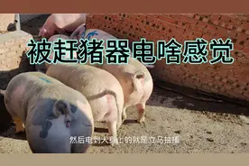 鹏哥赶猪器漏电这下操蛋了，被他电不是闹着玩，没招不电不下车