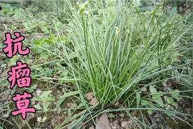 农村大山上的这种野生植物，可以采挖回家当菜吃，效果很好视频封面