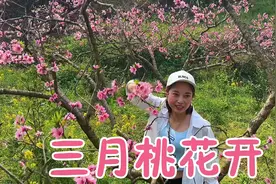 三月桃花开，桃花很美，再加上娟妹的美，简直美如画！视频封面