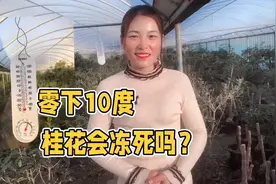 桂花在零下十度会冻死吗？室外需要做防护吗？莒县大棚主分享经验视频封面