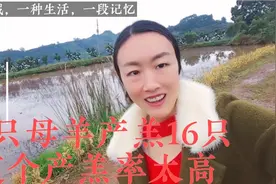 买一只黑山羊公羊，老板6只母羊产羔16只，这产羔率高视频封面