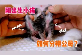 刚出生的小奶猫如何区分性别公母？新手繁育人 猫舍教程 教学vlog视频封面