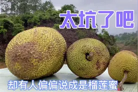 菠萝蜜被说成了榴莲蜜，什么人都有太坑了，玖哥教你分辨真假视频封面