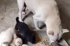 引起肉狗常见钩虫病的病原，与防治措施视频封面